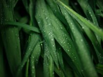 {{brizy_dc_image_alt entityId=